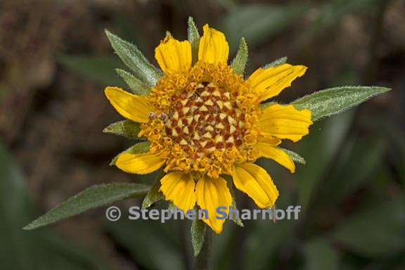 helianthella californica var nevadensis 4 graphic